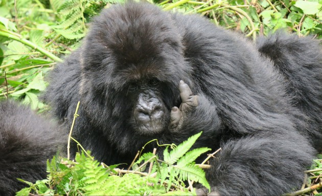 ronit-gorilla